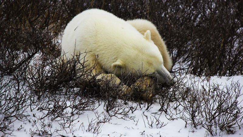 Illustration for article titled I Looked A Wild Polar Bear In The Eye